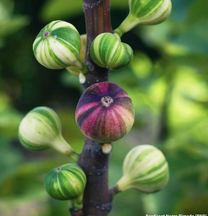 VARIEGATED FIG [RARE VARIETY] [HEAT RESISTANT] [BORDISSOT NEGRA RIMADA ...