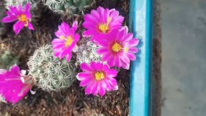 XƯƠNG RỒNG Manmi hoa tím.  - Tặng chậu nhựa nhỏ