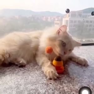 Selamat Datang di HACIKO PETSHOP: Catnip Kucing Anti Stress & Mainan Tempel