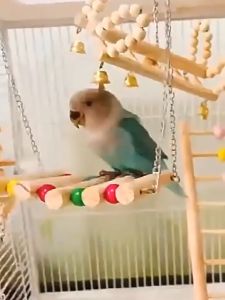 Bird toys Cage Swing Colorful Swing Bell Parrot Bite Toys Bird Cage Accessories