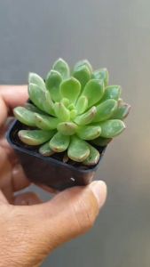 ต้นไม้อวบน้ำ กุหลาบหิน อิชิเวเรีย วอร์ฟีลด์วันเดอร์ echeveria worfield wonder ต้นทุน 10 บาท