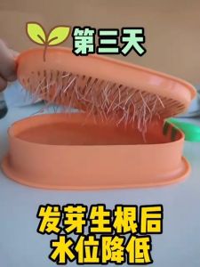Cat Grass Potted Wheat Seeds Soilless Hydroponics Potted Catnip Grass 猫草盆栽小麦种子无土水培盆栽猫薄荷化毛草