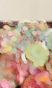 Sen Đá Ngọc Bích  size bầu 5-7 cm cây già khỏe