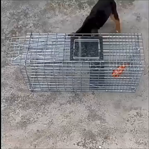 KKBB-กรงดักแมวจรจัด ขนาดXL กรงดักแมว ลวดขนาด ดักจับแมวทุกขนาด ระบบกระเดื่องเหยียบ สามารถพับได้ทบ