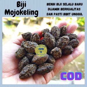 1kg Biji JOKELING/JOHOKELING/MOJOKELING