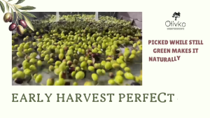 Tunisian Organic Extra Virgin Olive Oil Olivko 500ml Cold Extracted Minyak Zaitun Extra Dara Organik