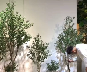 Miisoo ต้นไม้ปลอมขนาดใหญ่ ต้นมะกอกโอลีฟ ต้นมะกอกปลอม พร้อมกระถาง การรับประกันหนึ่งเดือน ส่งสินค้าจากไทย ต้นโอลีฟ