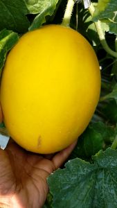 Benih Bibit Melon Golden F1 Hybrid - LILLY - Reinnon Seed