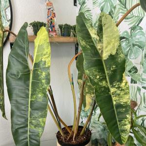 Philodendron variegated billietiaeขายแบบข้อตัดสดส่งชำในถ้วยอบอย่างดีข้อขนาดใหญ่