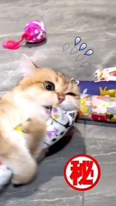 Pet Cat Plush Pillow Catnip Bolster Pillow Mini Cute Cat Catnip Pet Toy Bantal Kucing Mainan Kucing 猫薄荷抱枕可爱自嗨解闷玩具耐啃咬通用猫咪枕头