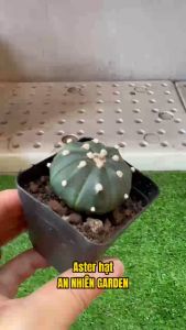 XƯƠNG RỒNG ASTER- SIZE 5-7cm- xuất xứ Đà Lạt khoẻ đẹpLỖI 1 ĐỔI 1