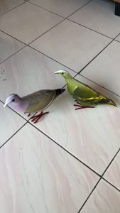 ( Toko Perangkap ) Jual Sepaket Jontrot Pemikat Burung Punai Hijau jantan dan Gading Betina