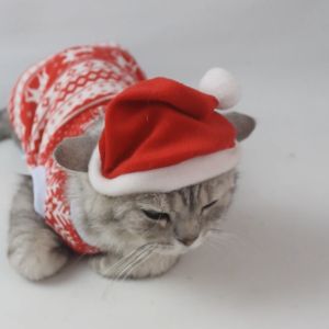 Topi Hewan Peliharaan Telinga untuk Kucing Anjing Kelinci - Buki Kitty Clause Hat