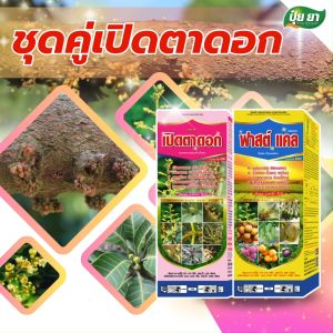 เปิดตาดอกมังคุด เร่งเปิดตาดอก ดอกดก ออกดอกพร้อมกัน ฮอร์โมนเร่งดอก ปุ๋ยยา ชุดคู่ 1 ลิตร