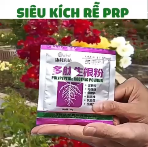 Kích Rễ PRP Trung Giúp Cây Ra Rễ Cực Mạnh Hồi Phục và Phát Triển Bộ Rễ và Thúc Đẩy Bật Mầm