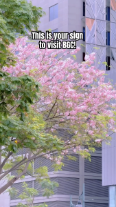 Cherry Blossom tree Live SEEDLING PLANT BALAYONG PLANT 1-2ft tall! Live plant! BUY 2 PLUS 1 FREE!!!