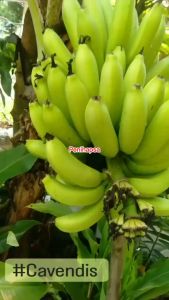 Bibit Pisang Cavendish Asli Super Original