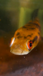 BERRITZ Paket Hemat Level 3 - Red Seekers Premium dan Ektrak Ketapang Pakan ikan channaarwanakoi