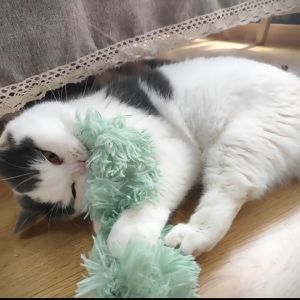 Cat Toy Plush Cat Pillow With Catnip Cat Chew Toy Interactive Cat Teaser Training Kitten for Cats Accessories