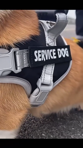 Training Harness สายจูงสุนัข เสื้อรัดอกสุนัข สายรัดอกสุนัข+สายจูง ปรับเข้าออกได้ ทนต่อแรงดึง สายรัดอกแมว สายรัดอกสัตว์เลี้ยงไซส์ M รุ่นแข็งแรงทนทาน สายจูงหมา มีแถบสะท้อนแสง ชุดหมาK9