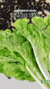 [EcoSeeds] Hạt Giống Cải Bẹ Dún (Cải Dún Cải Nhún) - Xuất Xứ New Zealand Sinh Trưởng Mạnh - Gói 20g