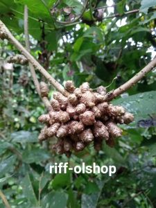 Bibit Binahong hijau asal umbi/buah