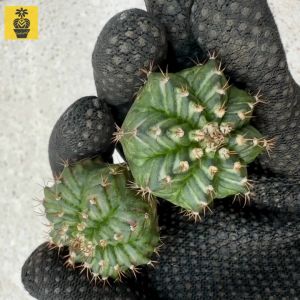 Gymnocalycium Mihanovichii. ID: White Witcher / White Strip / Gymnocalycium Variegated