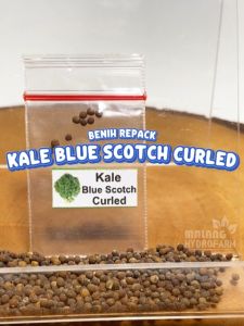 Benih Kale Blue Scotch Curled Unggulan Berkualitas biji bibit repack kel kubis keriting curly hydroponik hidroponik sayuran sayur tanaman pot