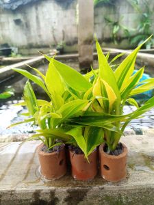 tanaman pot sri rejeki gransena kuning dekorasi akuarium 5 pcs