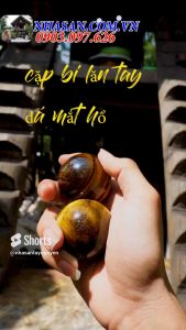 Cặp bi lăn tay đá mắt hổ vàng nâu giải pháp cho đôi tay linh hoạt khỏe mạnh