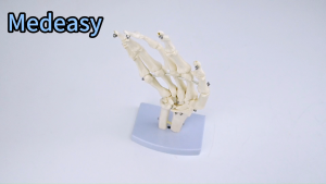 Human Hand Joint Model With/without Ligament