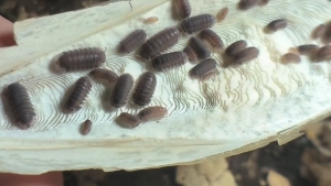 IJUZWANISO]Cubaris sp Hippo (Isopod for Terrarium and pets)