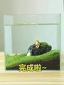 เมล็ดไม้น้ำตกแต่งตู้ปลา เมล็ดไม้น้ำ พืชน้ำ ต้นไม้น้ำ แต่งตู้ปลา ปลูกง่าย พร้อมวิธีปลูก ส่งในไทย