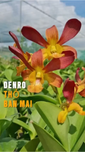 HOA LAN THỎ BAN MAI