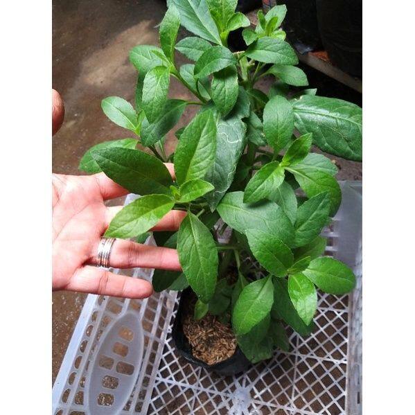 Ashitaba Gynura procumbens/Sabungai/Leaves of Gods/Longevity Spinach ...