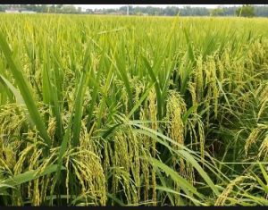 BENIH PADI MR 269 SUPER UNGGUL kemasan 1KG