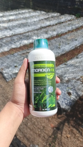 MORDEN FOL 1 Liter mordenfol Magnesium Fospat Nutrisi Daun Tanaman Asli MMT Sayur Buah Cabe Padi