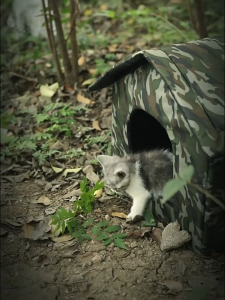 Stray Cat Dog Rescue Waterproof and Warm Outdoor Tent Cat Kennel or Small and Medium-Sized Pets Indoor and Outdoor Use Warm Cat House Oxford Pet Tent
