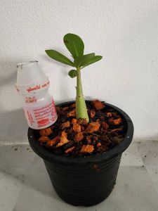 ชวนชมเพชรบ้านนา อราบิคั่ม