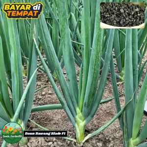 150 BUTIR BIJI/BENIH TANAMAN DAUN BAWANG BLAZE F1