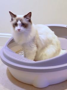 Large Cat Litter Box XL Size Open Cat Litter Box with Scoop Round Cat Toilet / Cat Excrement High Fence Pan Deodorization Leakage Prevention Litter Box Suitable for Cats Within 9 kg