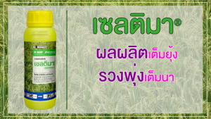 เซลติมา ไพราโคลสโตรบิน (ขนาด 1 ลิตร x 10 ขวด) ช่วยป้องกันโรคราในนาข้าว โรคเน่าคอรวง