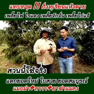 ปุ๋ยน้ำลาวา 1 ลิตร 6 ขวด  สารช่วยเร่งทางใบให้กับพืชทำให้พืชเจริญเติบโตได้ไว เพิ่มผลผลิตให้กับพืช ธาตุอาหารรอง+เสริม ครบถ้วน