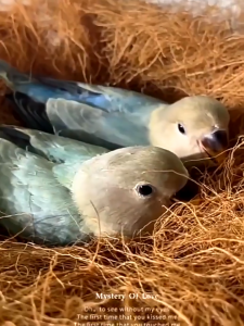 ใยมะพร้าวทำรังนก เส้นใยมะพร้าว ใช้สำหรับรองกรงสัตว์เลี้ยง เพื่อเสริมความอบอุ่นนก นกแก้ว หนู แฮมสเตอร์ กระรอก