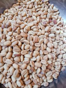 500 gram hạt giống cà phê Thiện Trường