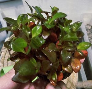 Aquatic Best Channel[ABC] - Aquarium plant - Alternanthera bettzckinana