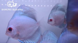 BRBN Blue Diamond Discus - Discus Fish - Ikan Discus - Aquarium Freshwater Fish / Ikan Air Tawar