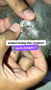 Dr.Bulu - Ear Fresh For Cat & Dog - Pembersih Kotoran Telinga dan Kutu Telinga Kucing dan Anjing Telinga Bersih & Anti Bau