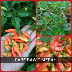 100 BUTIR BIJI BENIH TANAMAN CABE RAWIT MERAH