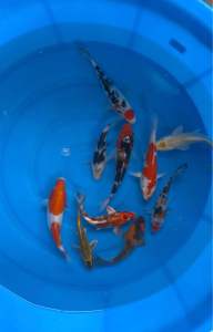 Japan koi local breed 5/6” high grade 10pcs Christmas Special Selection Set “B” at 1288 + shipping 50